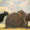 Texas Haynet Livestock Hay Bale Net for Round or Square Bales, 3" Holes - THAD - Round - 6 lbs - 4