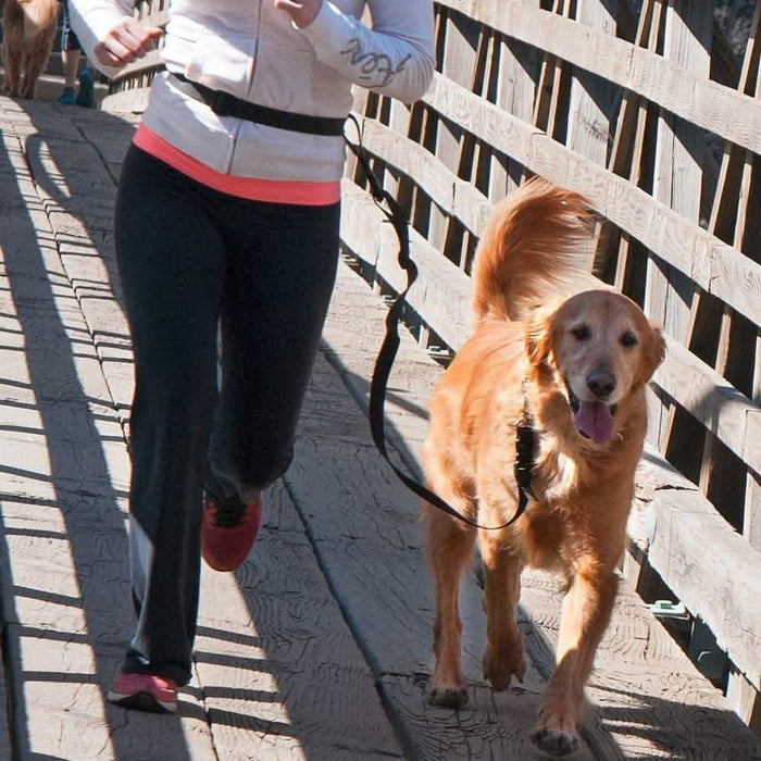 The Buddy System Adjustable Hands Free Dog Leash DailySale