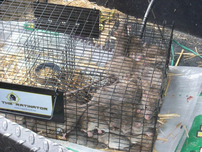 The Ratinator Rodent Trap - RUGAD - 5