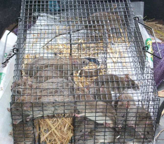 The Ratinator Rodent Trap - RUGAD - 6