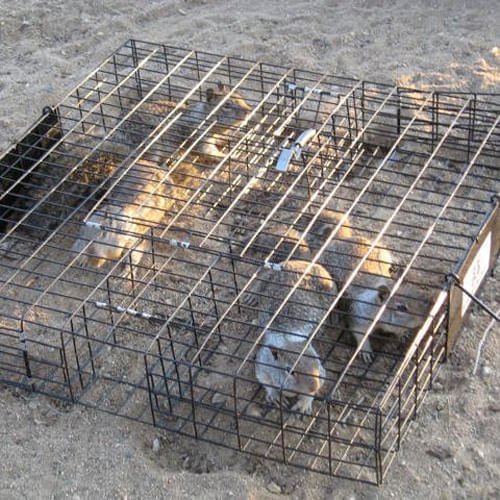 The Squirrelinator Squirrel Trap - RUGS1 - With Basin - 3