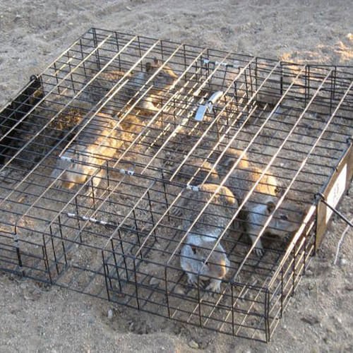 The Squirrelinator Squirrel Trap - RUGS1 - With Basin - 6
