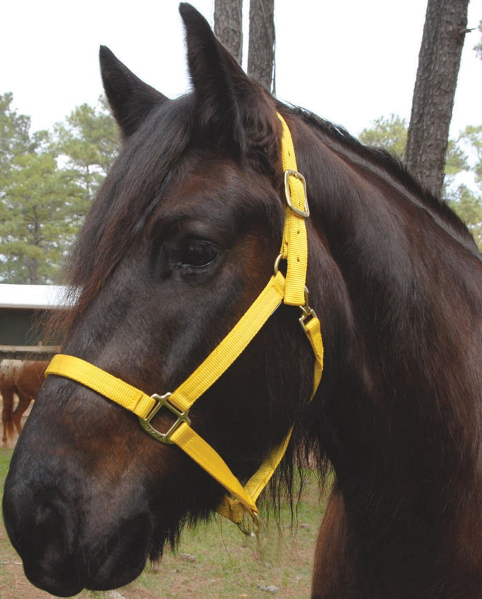 Triple E Nylon Draft Horse Halter - T3MK - Hot Pink - Medium (1600 - 2000 lb) - 1