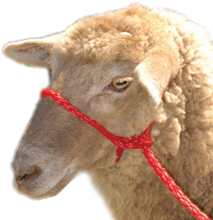 Troyer's Braided Poly Sheep Halter - TYPO - Red/White/Blue - 6