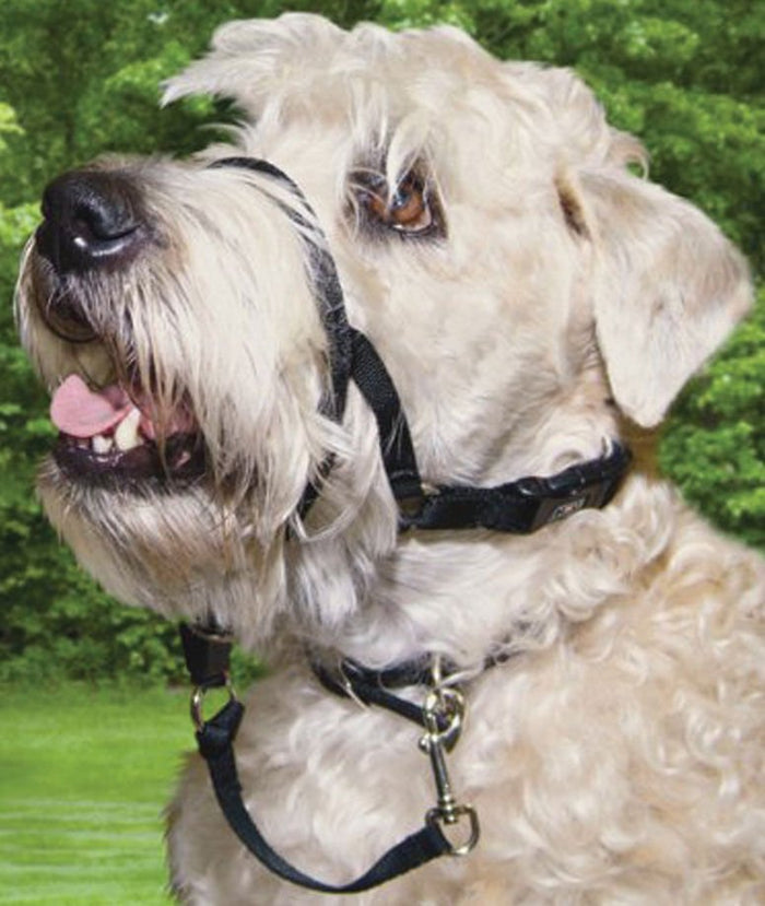 Walk 'n Train Head Halter - C2K1 - Size 2 - 1
