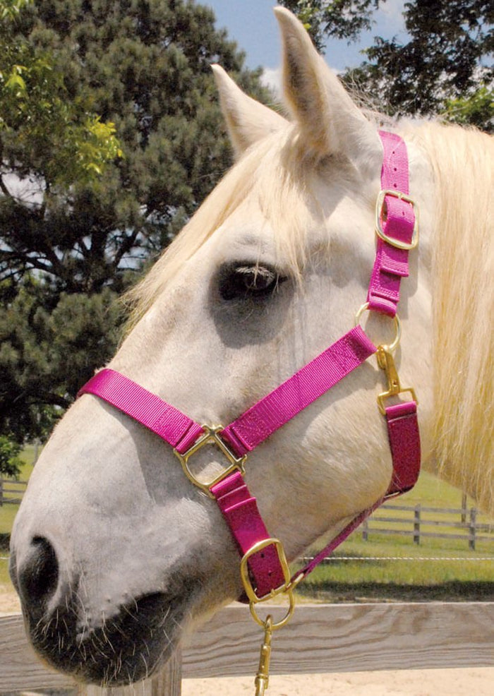 Weaver Draft Horse Nylon Halter, Regular (1400 - 1700 lb) – Adjustable Chin & Throat Snap - W25D - Blue - 4