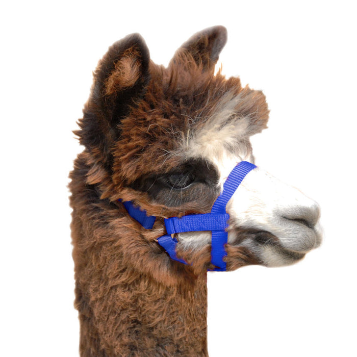 Weaver Leather Nylon Alpaca Halter - W264 - Blue - Average - 1