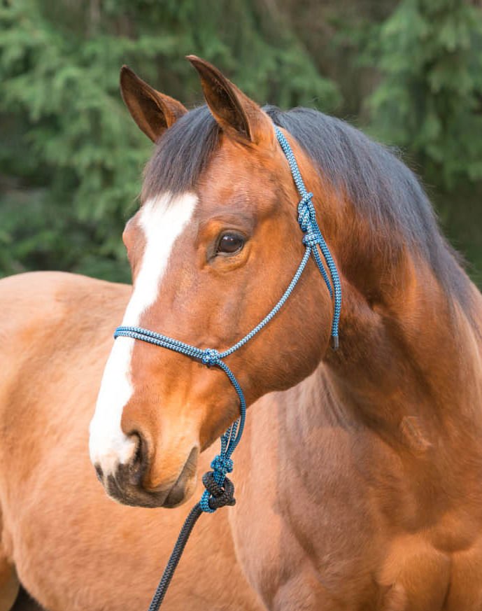 Weaver Silvertip Big Sky Rope Halter, Full Size - WEA9U - Blue/Black - 1
